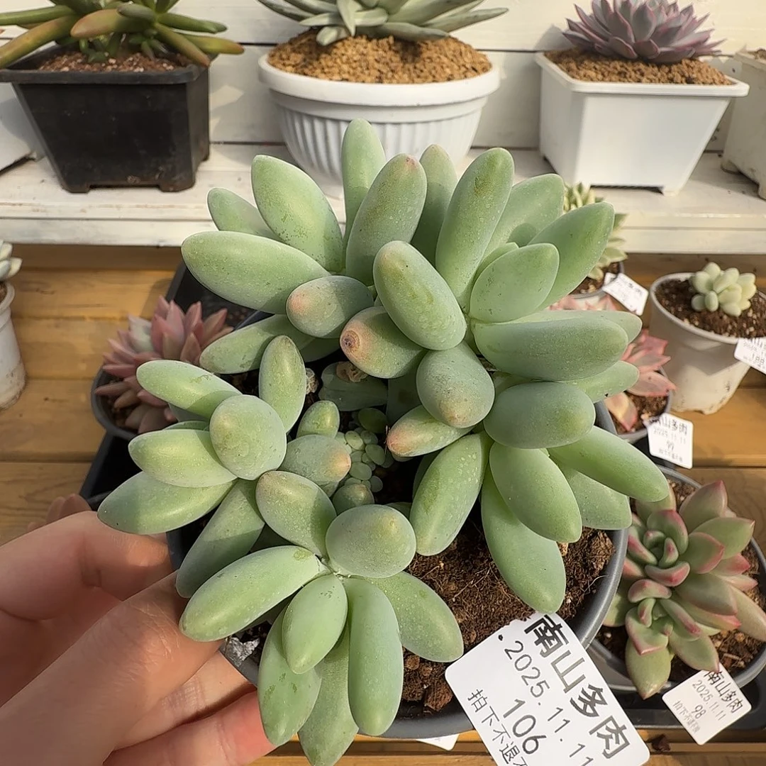 五头白兰地111111-106