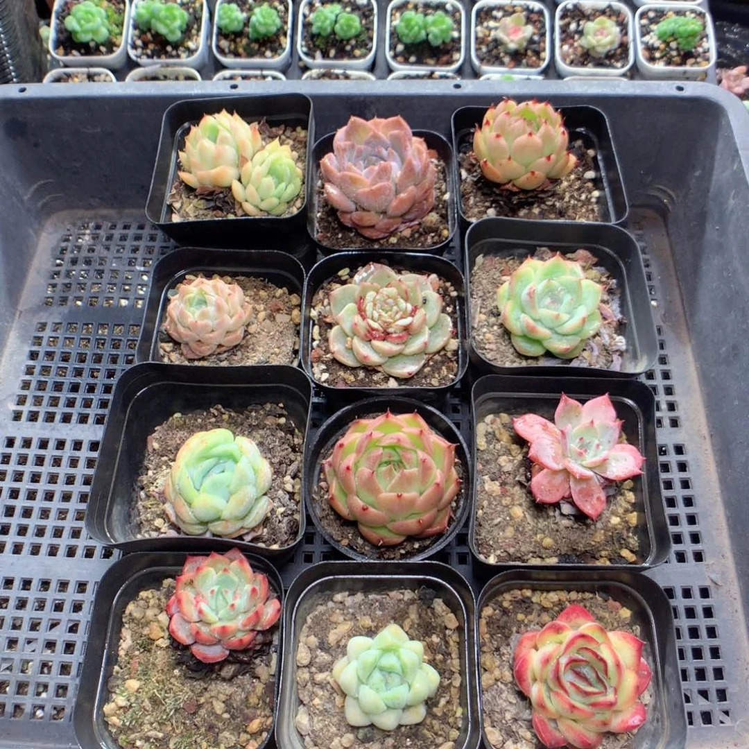 无花朵Q116y y y y y y y y y y y