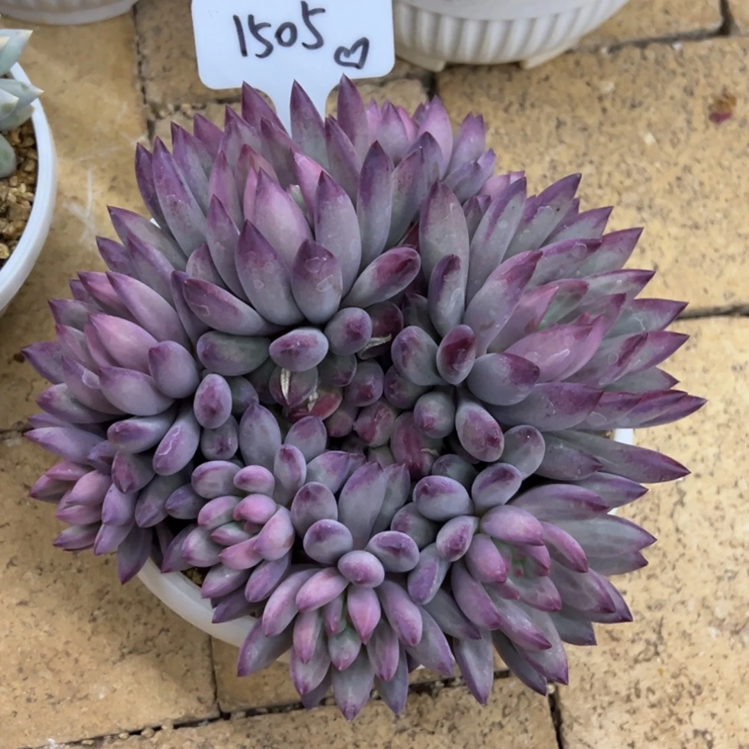 1505、