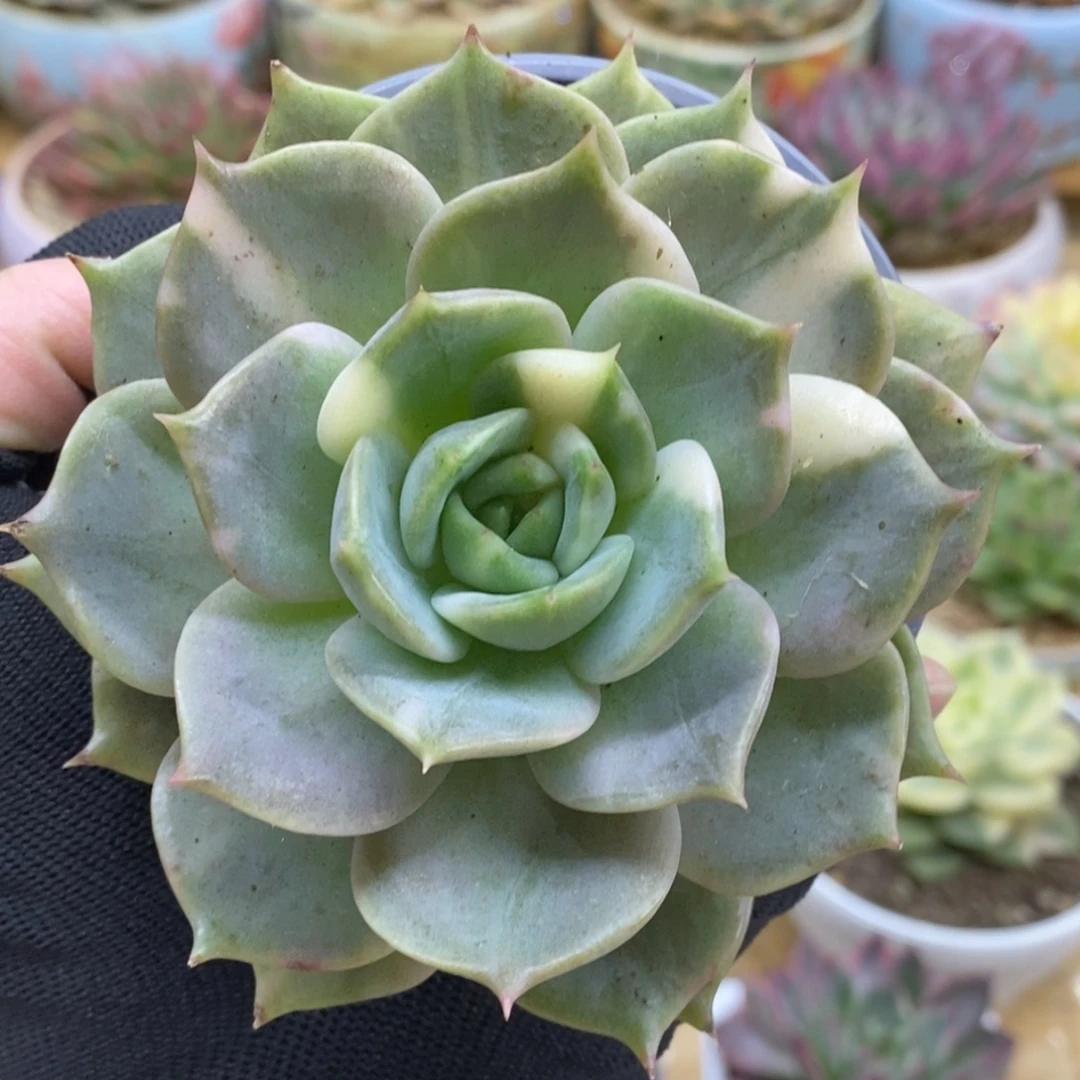 598花脸贝加尔湖锦锦锦锦