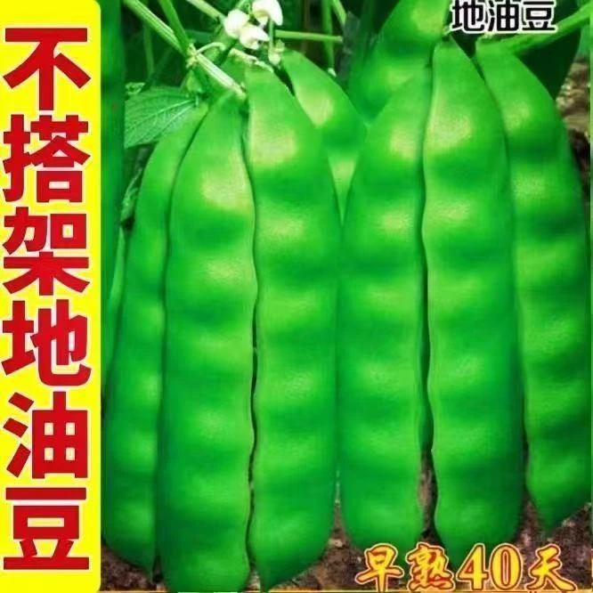 不搭架地油豆种子蔬菜种籽盆栽地栽阳台小院四季种植