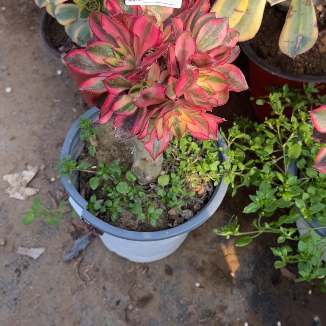 759魅影多肉植物法师