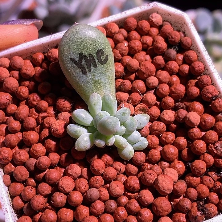 萤火虫奶酪锦多肉植物