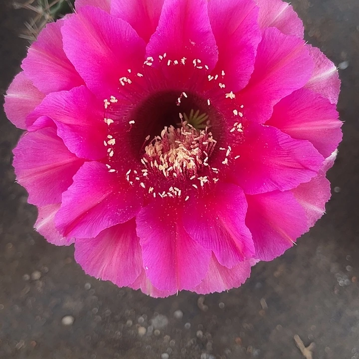 爱***人51号摘花脱土发货