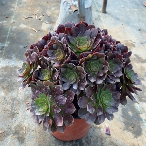 赤焰莲多肉植物0101