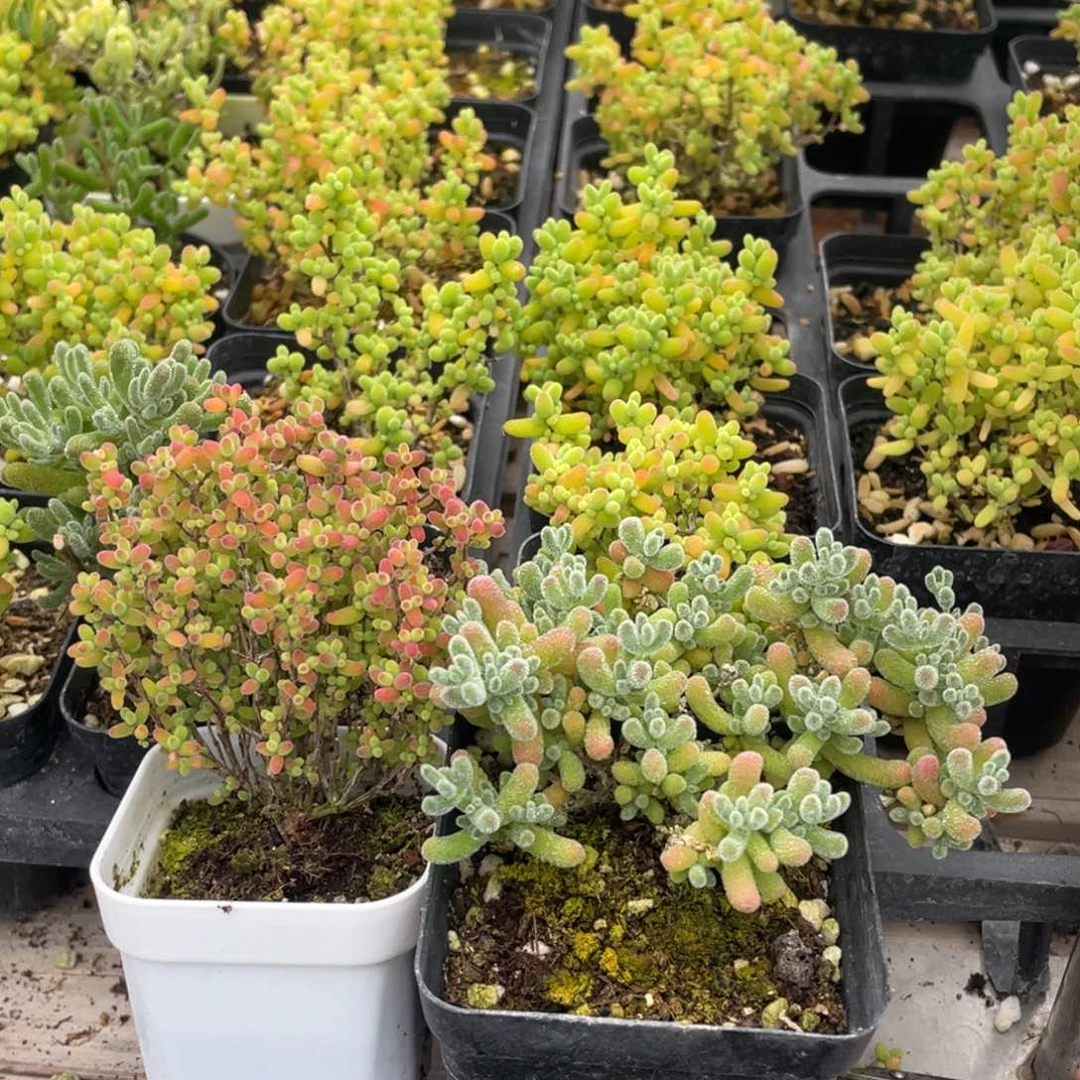 一****?蜜桔冰晶。