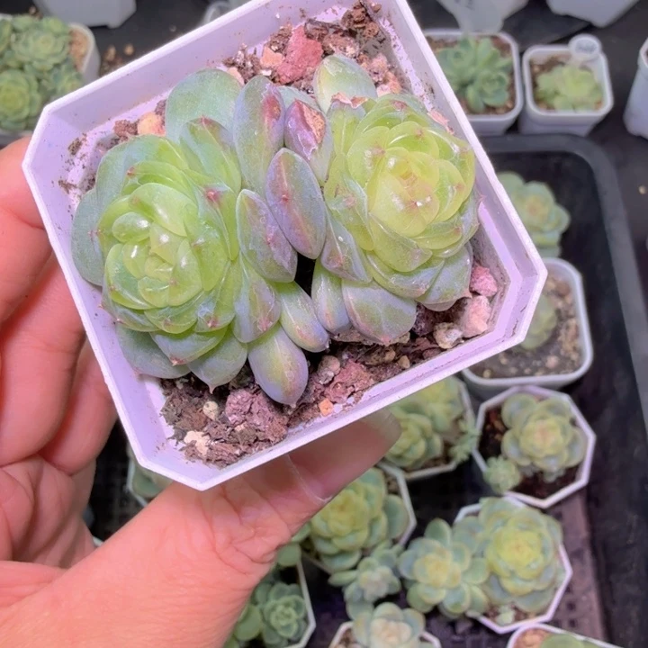 肉***品下播福利多肉植物614