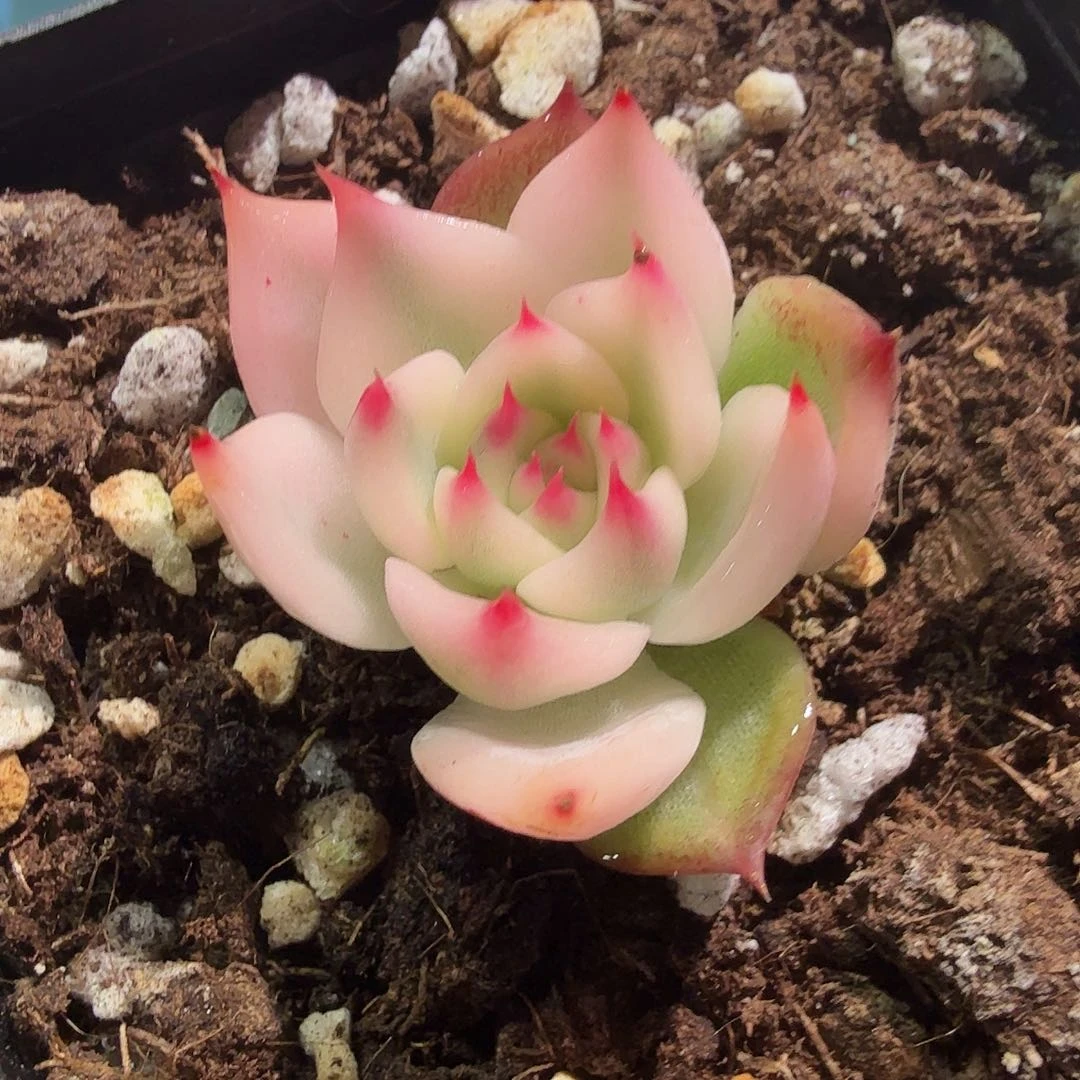 小*吉娃娃锦，宽覆轮锦