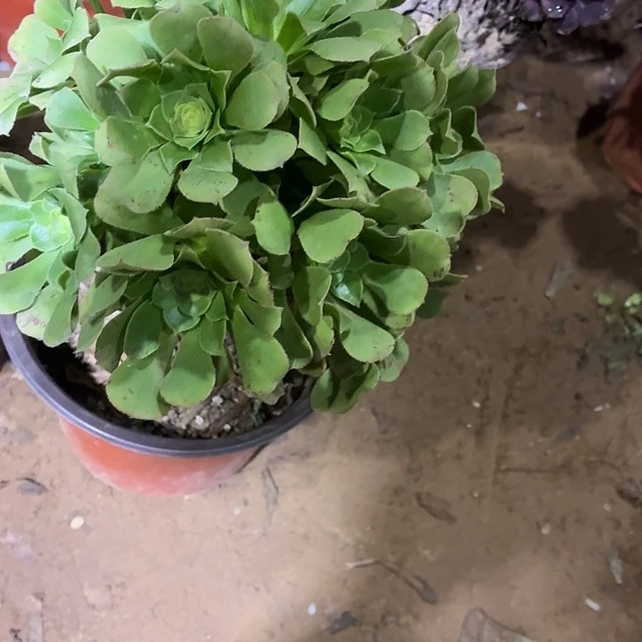 绿玫瑰一棵脱土9.9