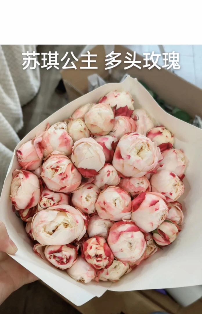 苏琪公主多头玫瑰9支+1支防破损鲜花居家玫瑰 收到花带包装醒花