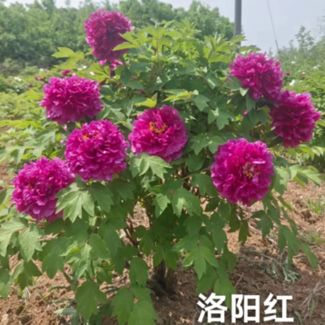 牡丹牡丹花〔洛阳红〕小名紫二乔花开紫红色特丰花大丽花紫气东来
