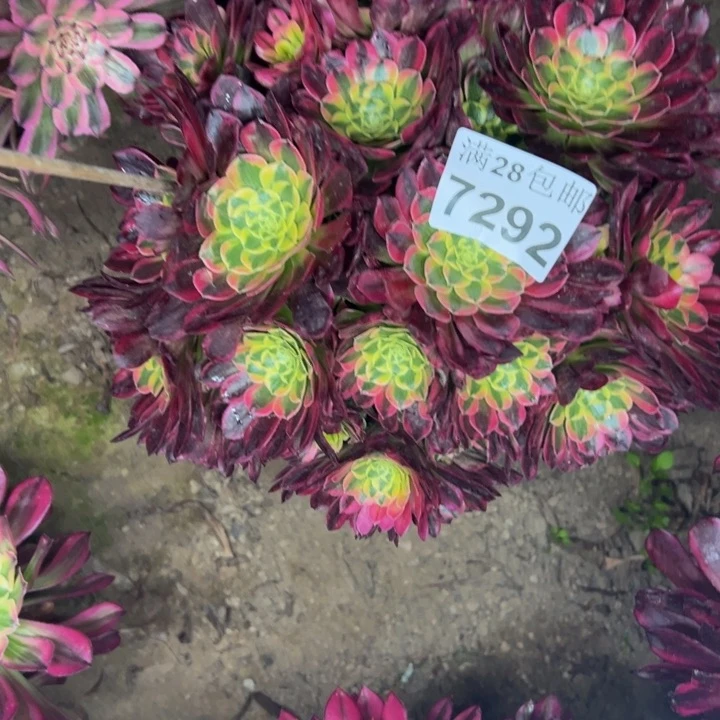 7292朝霞多肉植物