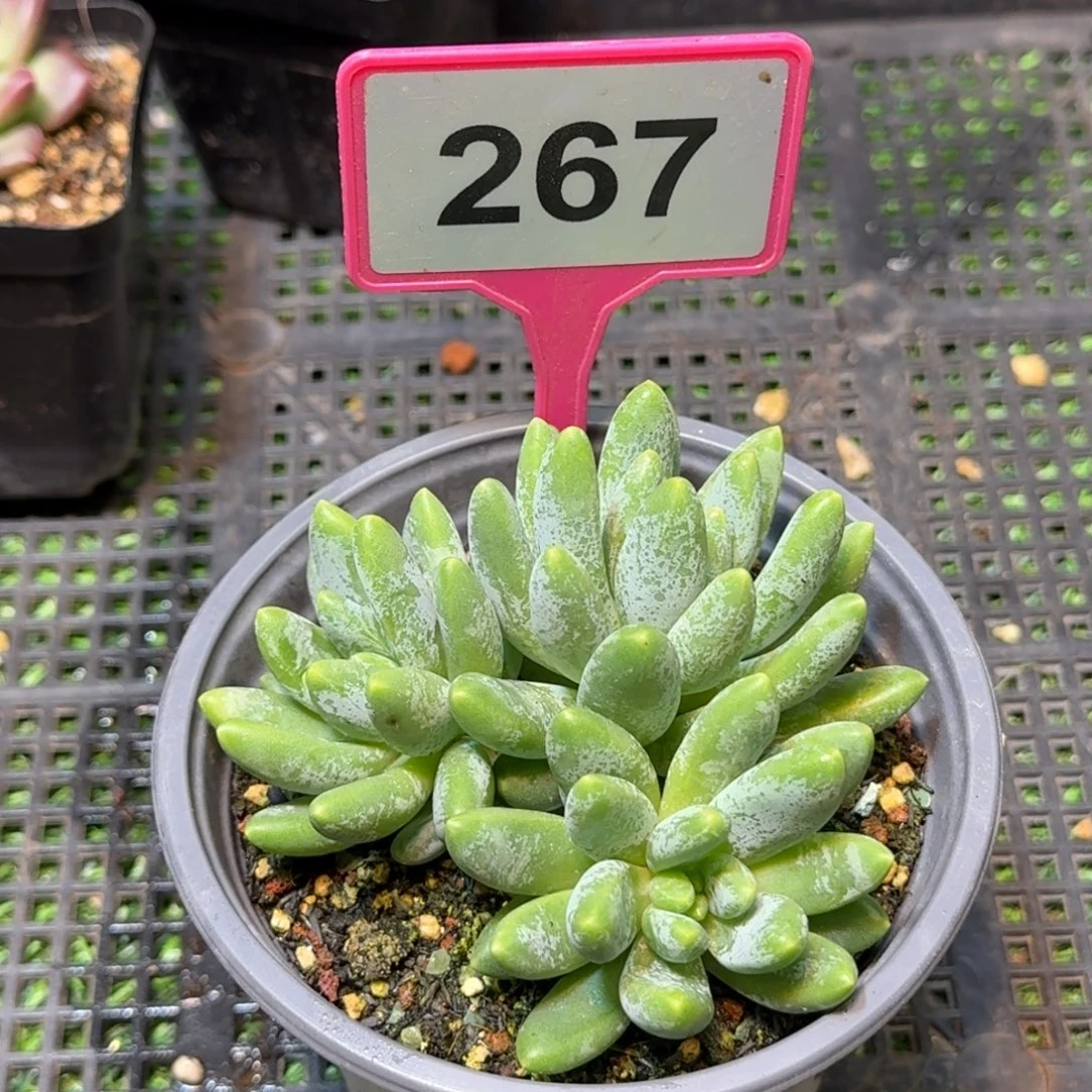啊蒂斯托一物一拍267