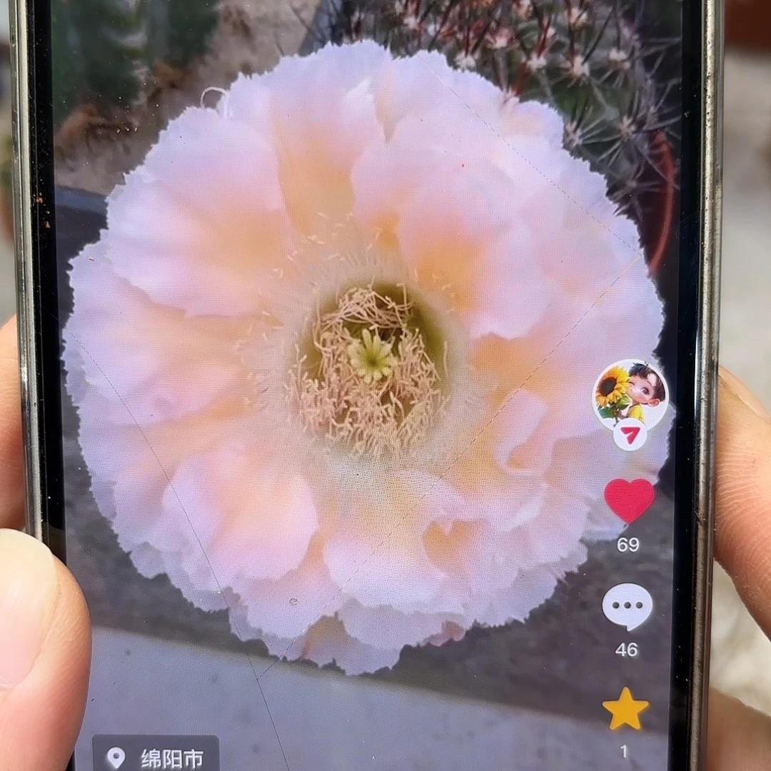 金*凛彩草青青公主群10公分