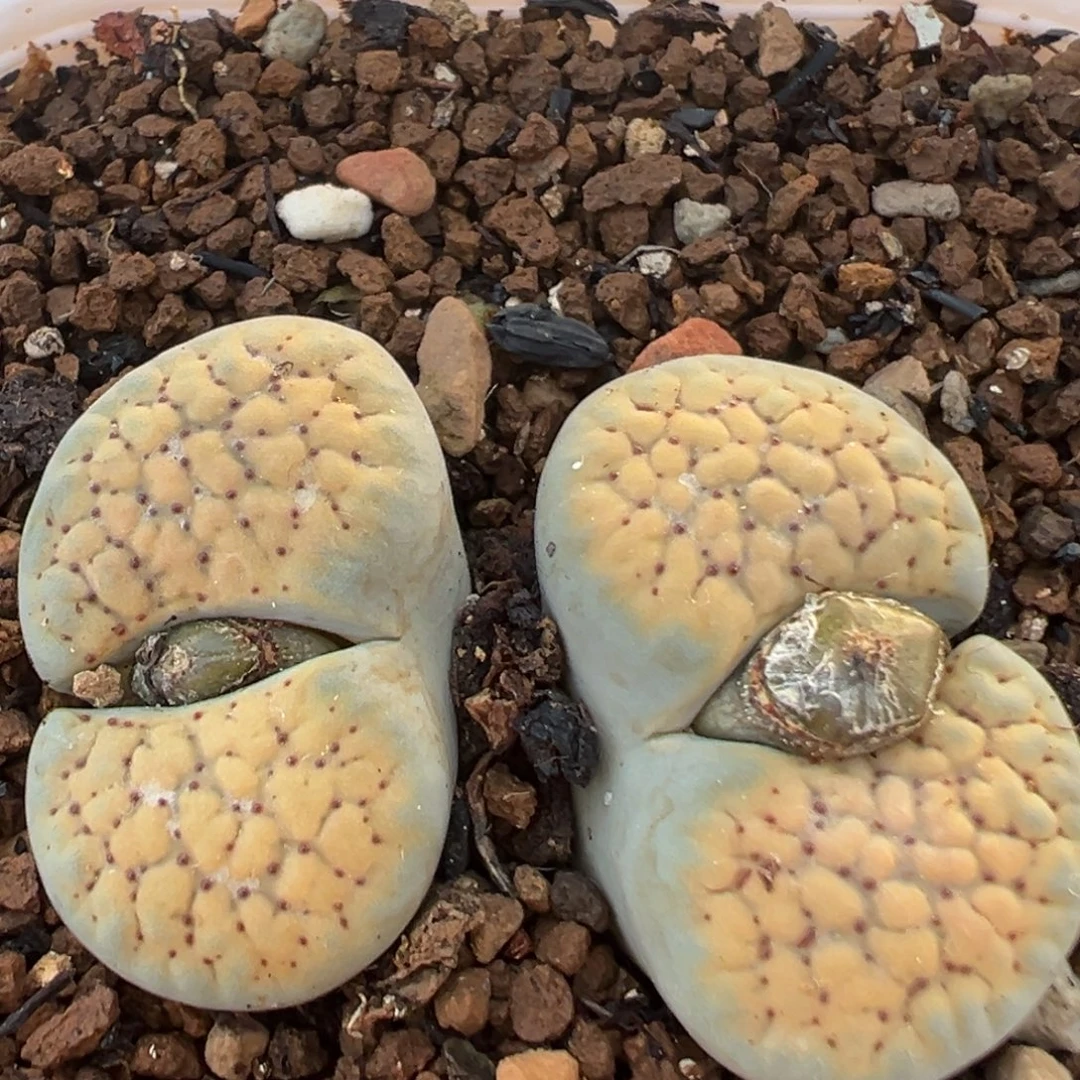 老***米61多肉植物百科植物