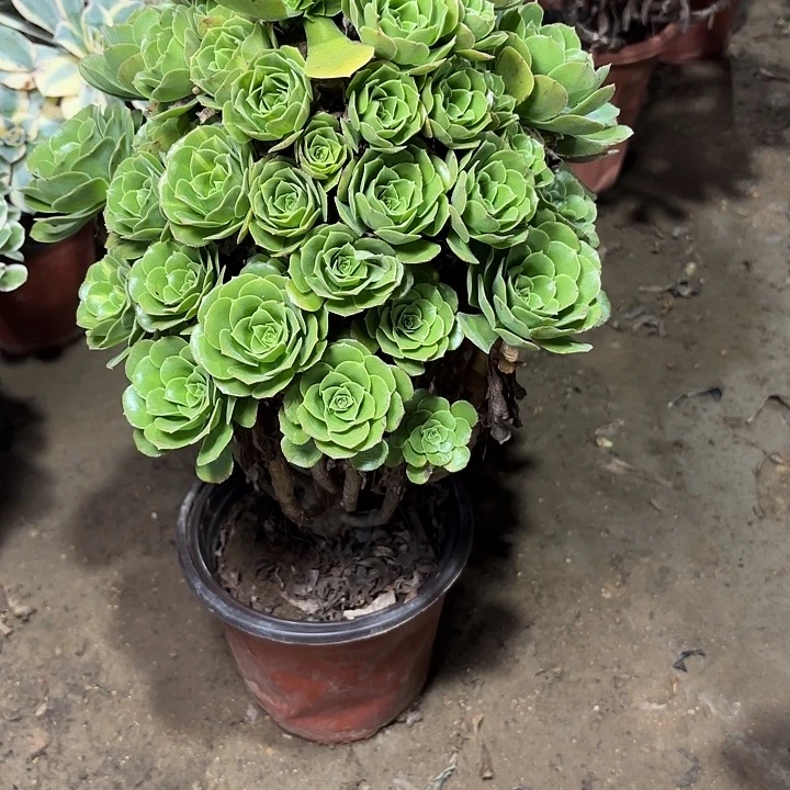 多肉植物绿羊绒46