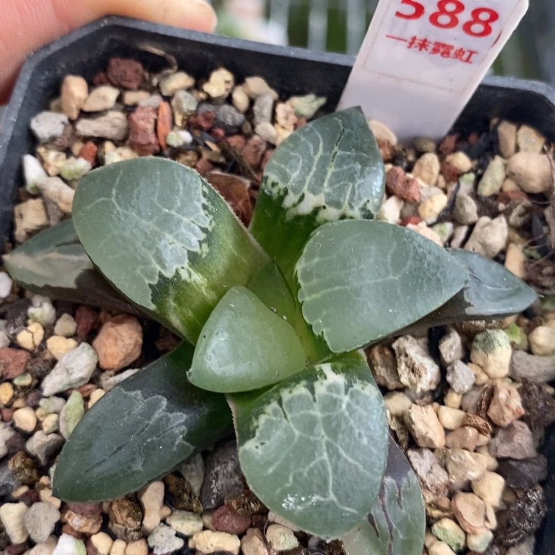 588火凤凰十二卷多肉植物