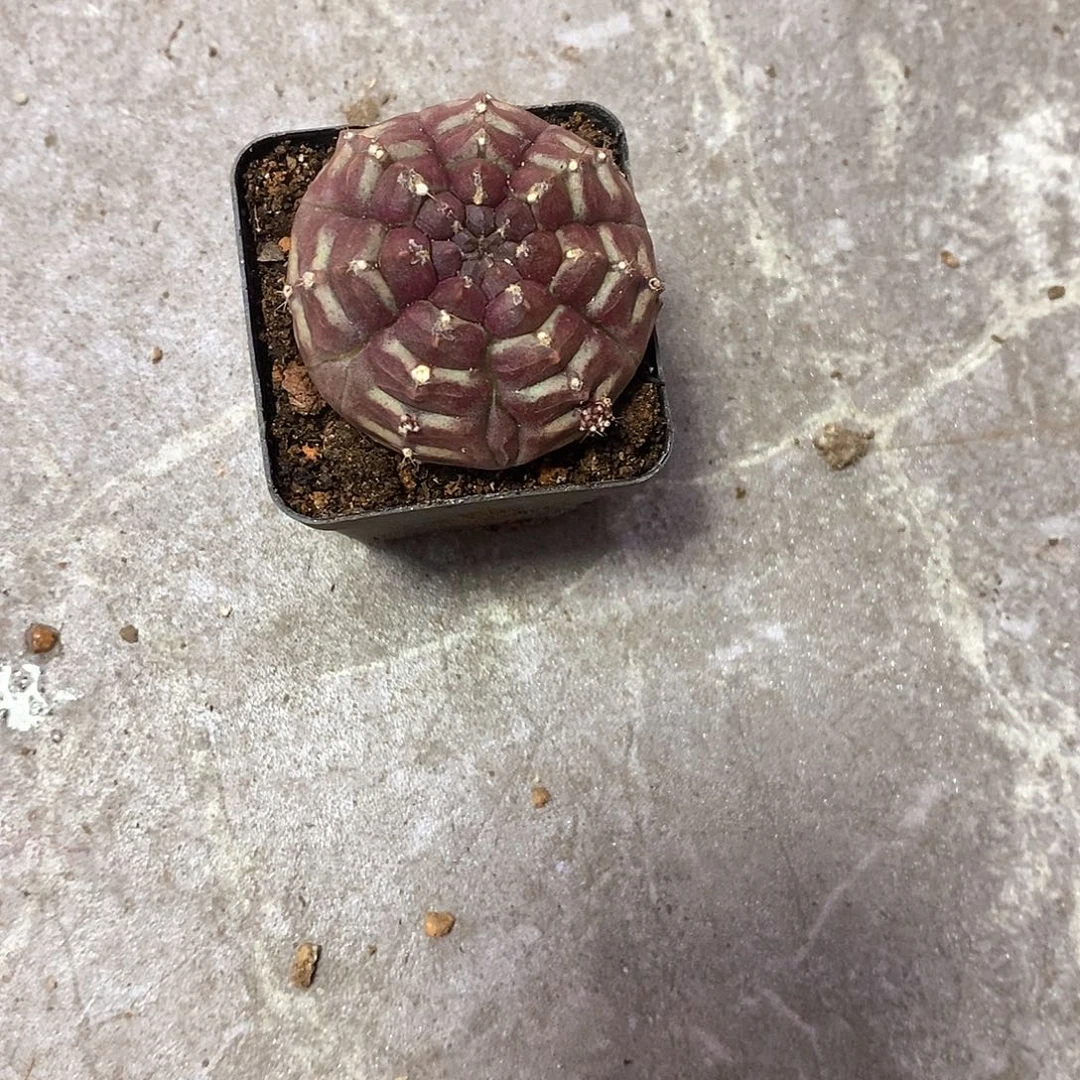 月***！一物一拍一棵仙人球