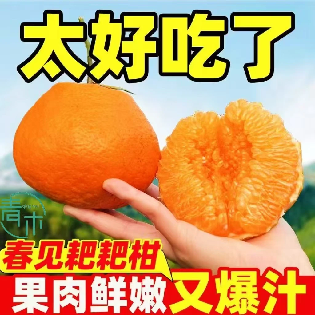奴风【新年宠粉福利】XF-四川正宗春见耙耙柑新鲜水果应季s