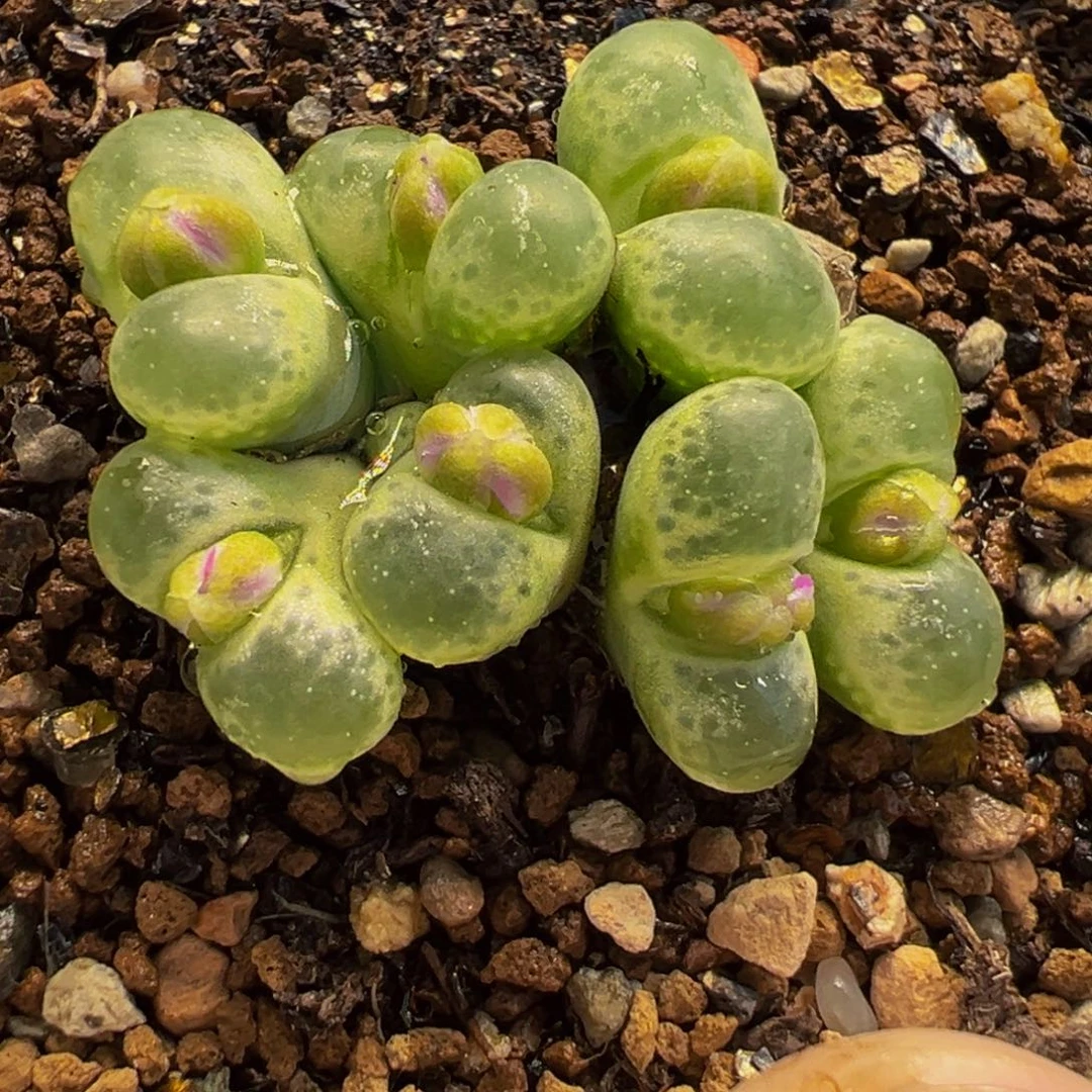 175多肉植物种类多样