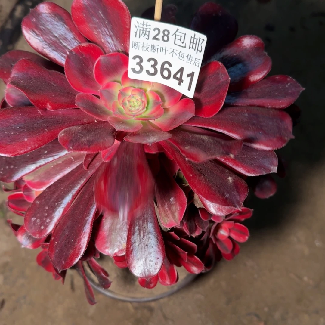 33641美杜莎多肉植物