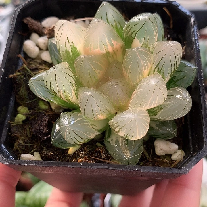 龙爪玉露锦一物一拍