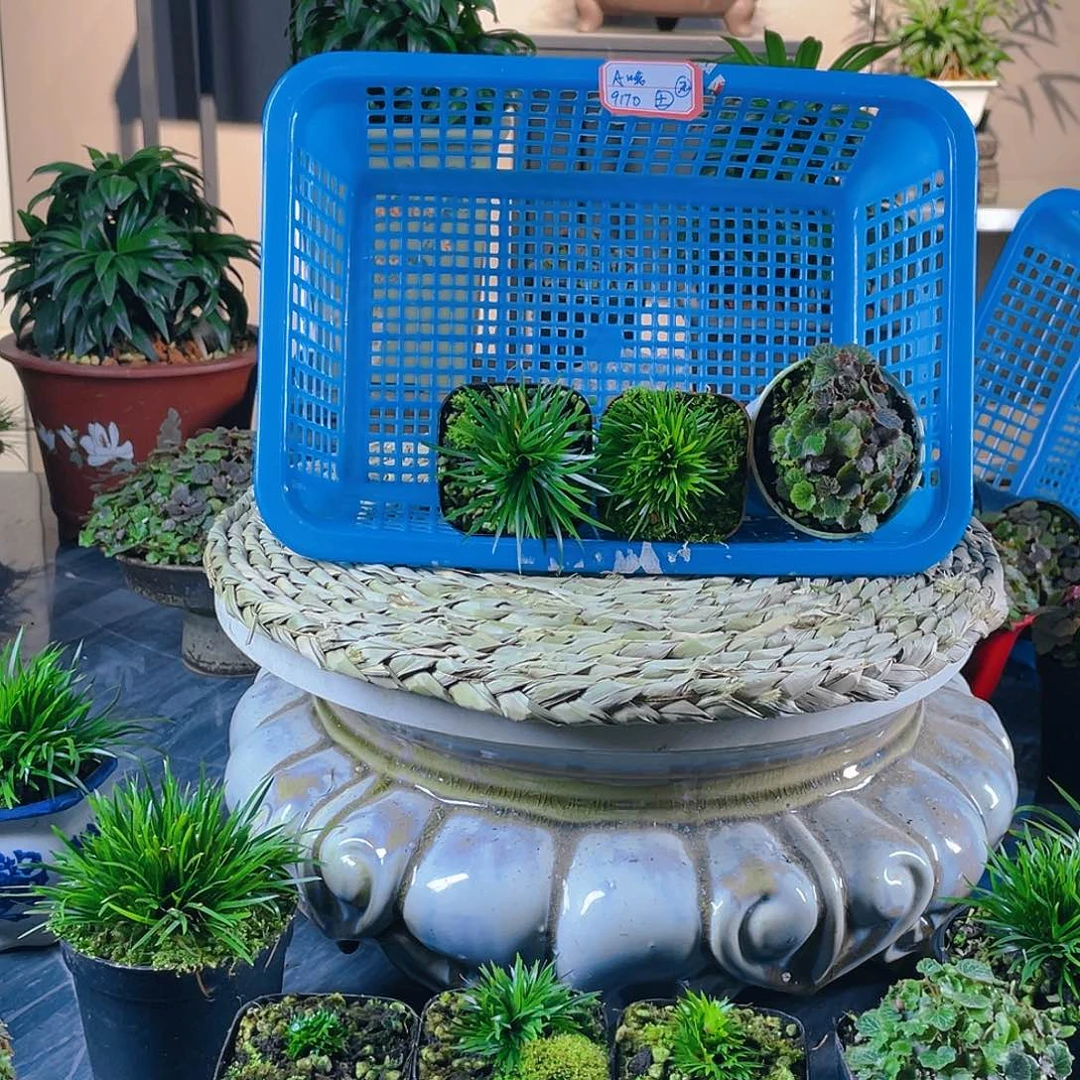 【闪购商品】完全开放