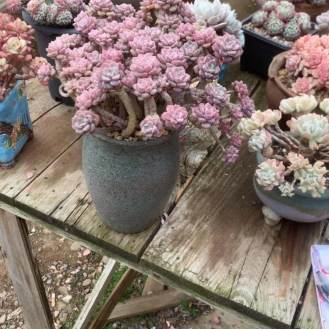 知**乐粉布偶多肉植物脱土