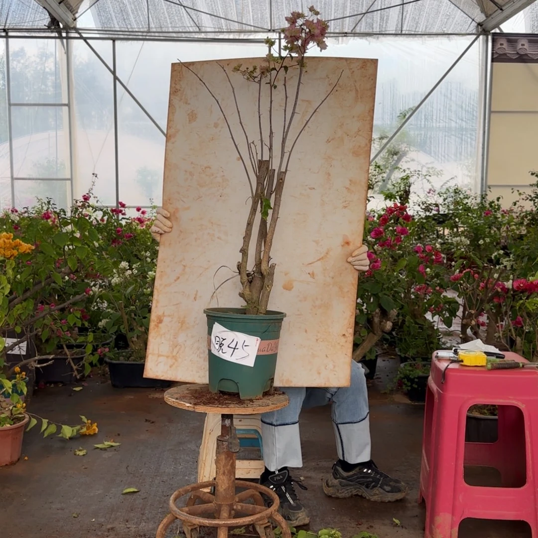 大部分花苞少量开放怡景 45 脱