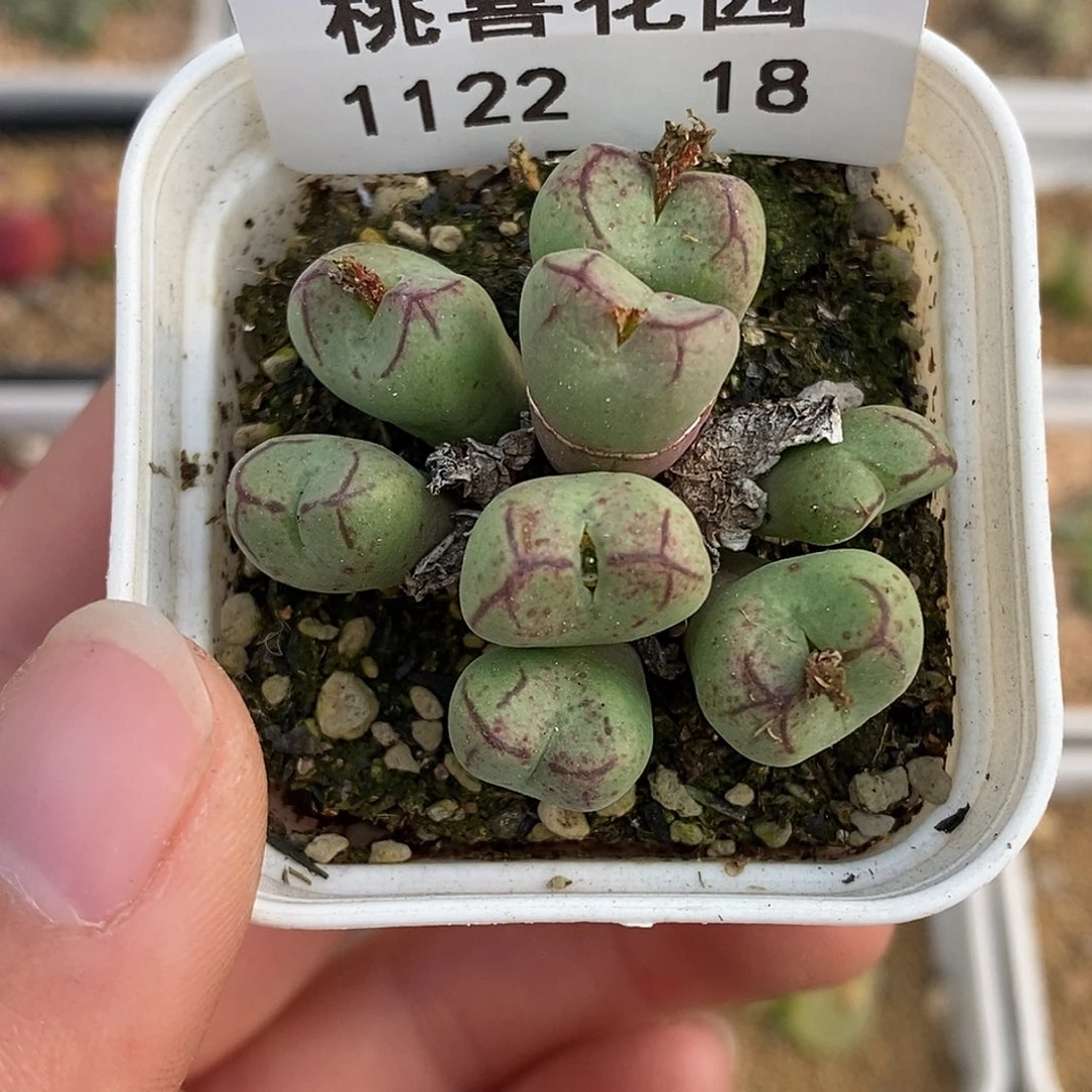 22-18-猴脸杂交。