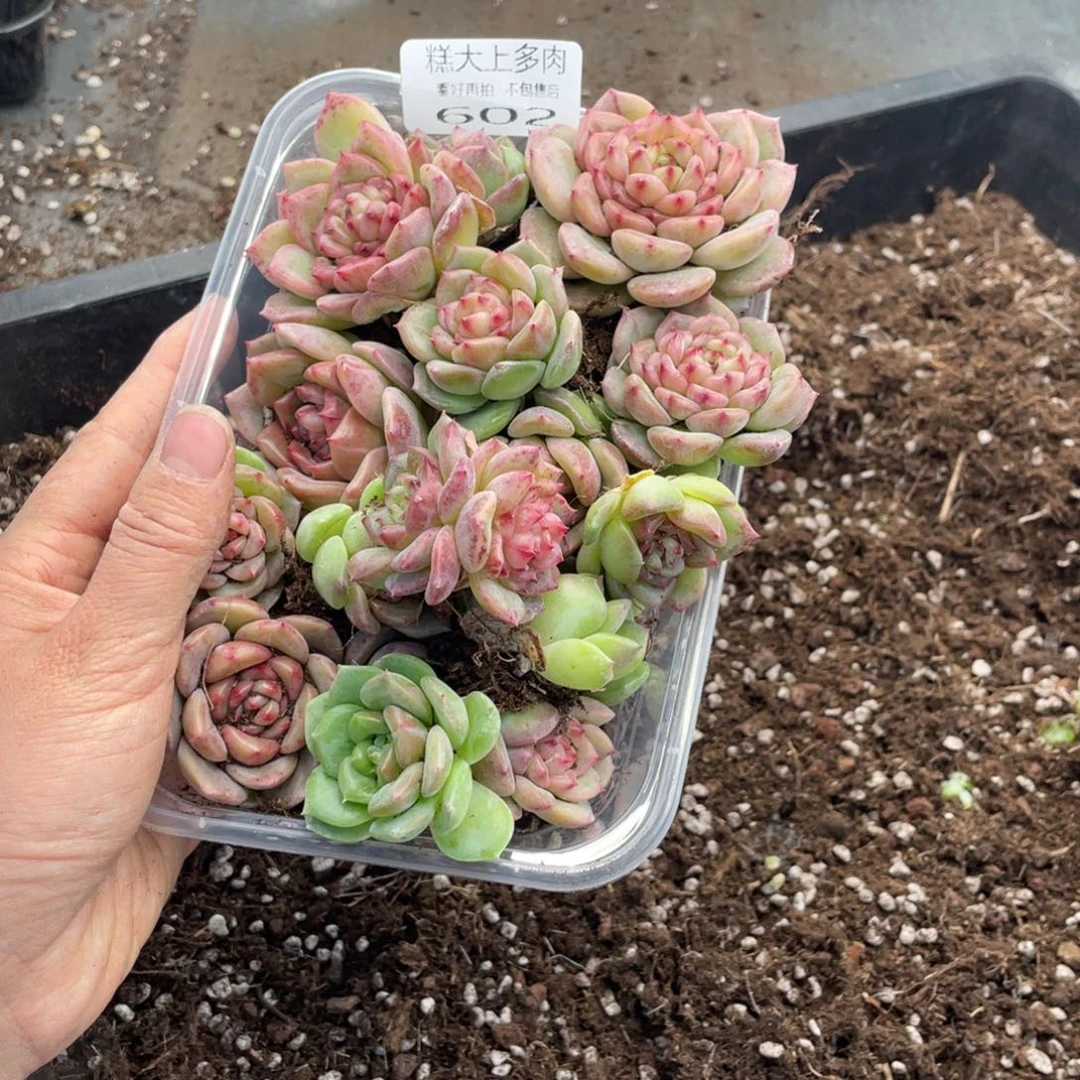 用***0糕大上多肉植物602