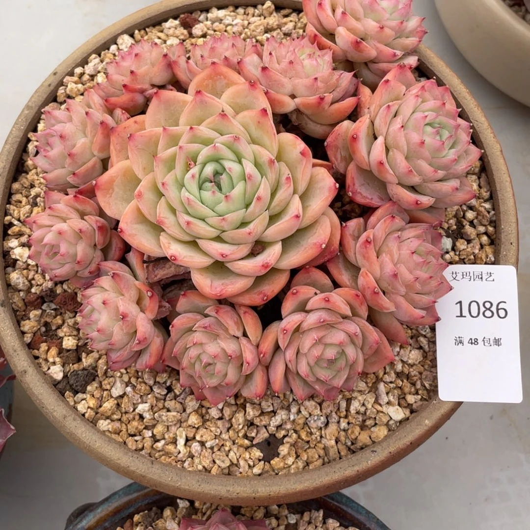 巧*力水晶玫瑰群生086多肉