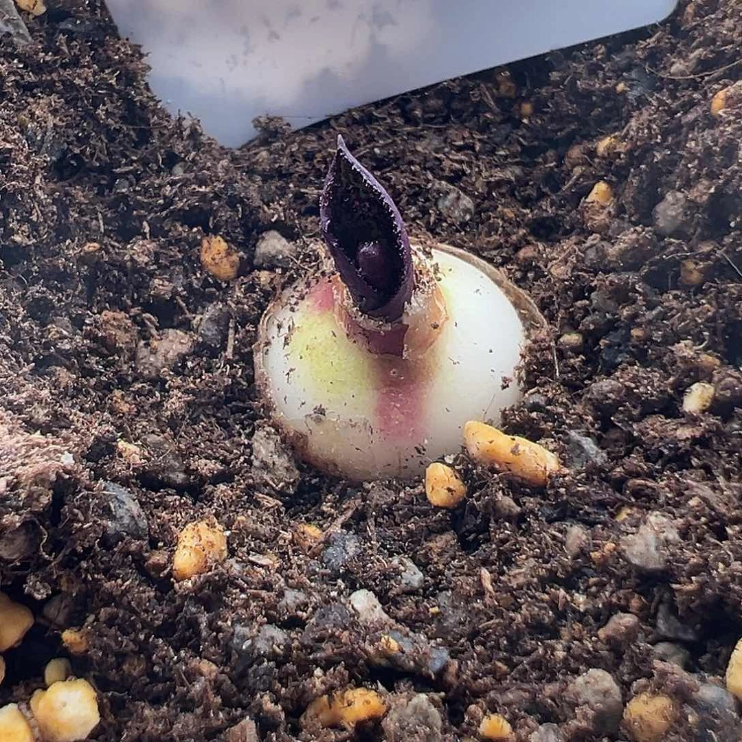 105号紫镜11.2多肉