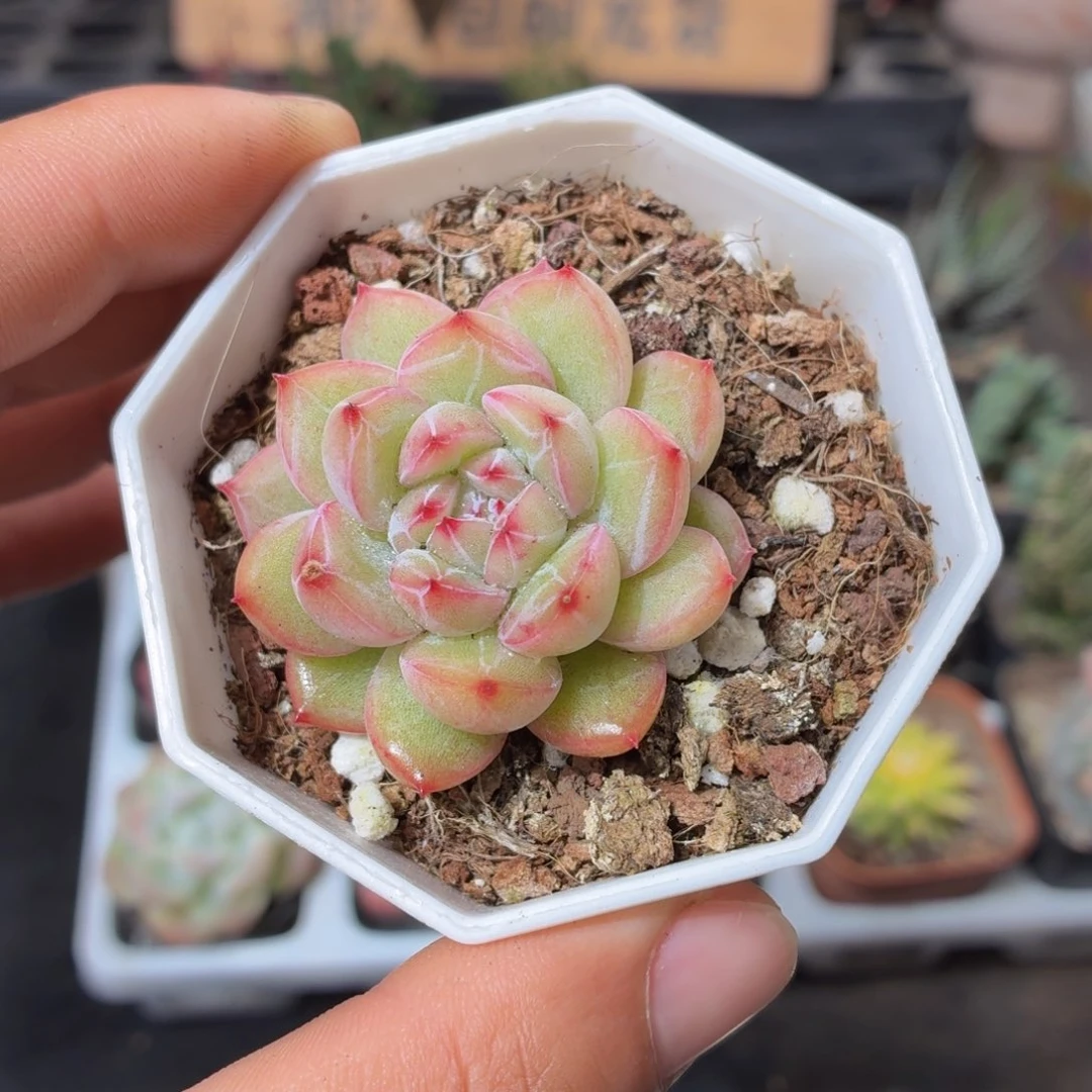 雪花珍妮多肉9.9包邮发货