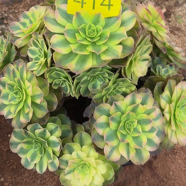 多肉植物福利414个