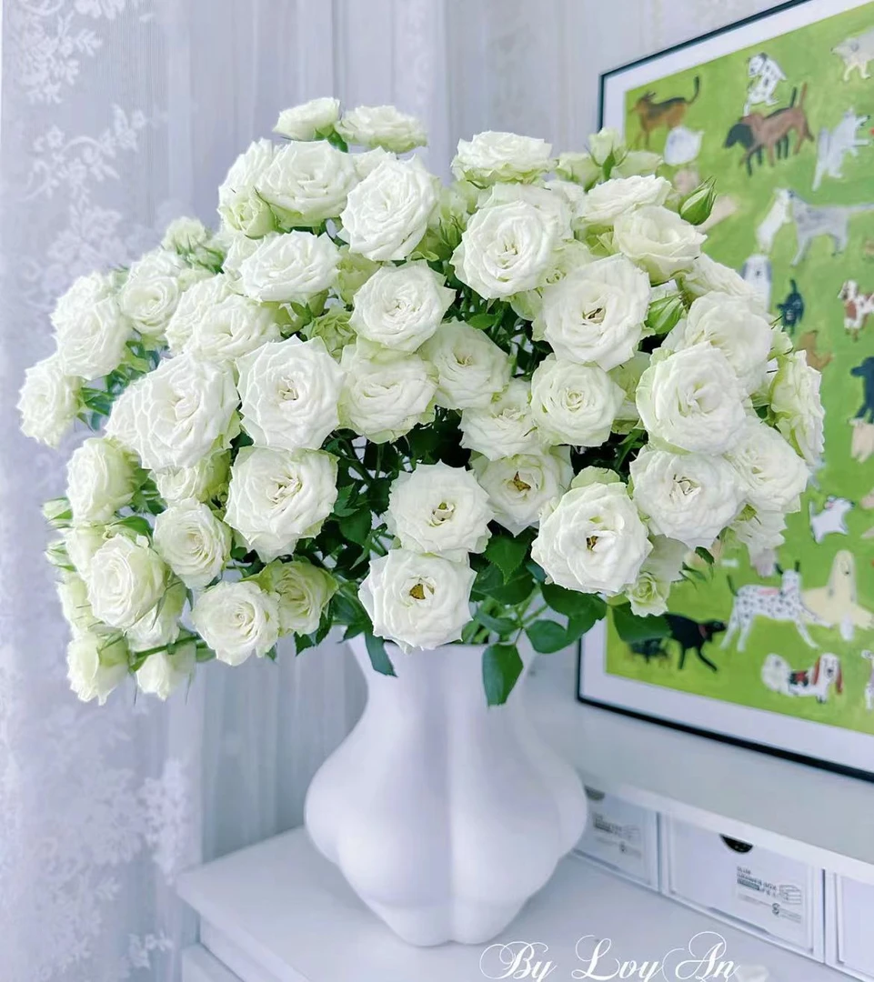 【5支AA级-多头繁星】 同地址2单以上顺丰或德邦空运 云南鲜花