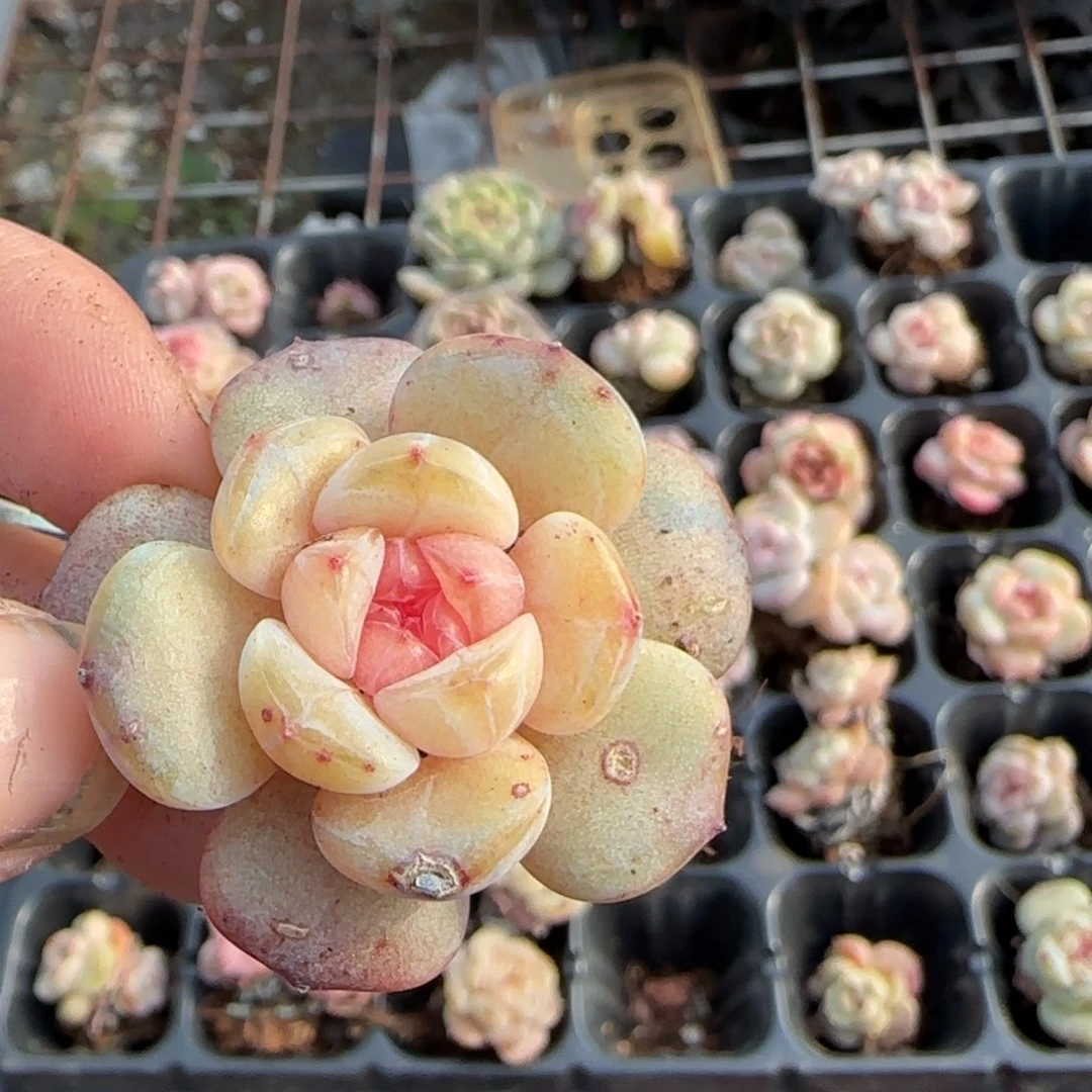 多肉小卡拉米糖心一物一拍