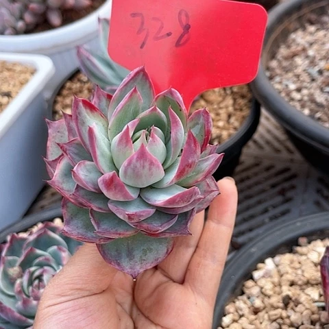 E****文惊鸿仙子多肉植物328号40