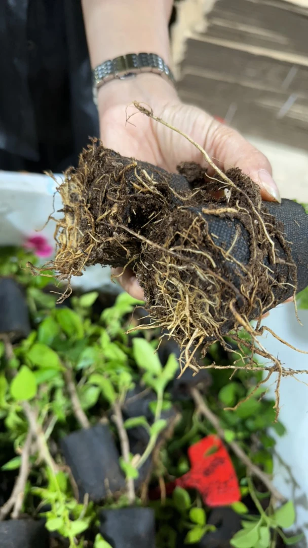 原生甜西瓜三角梅袋苗