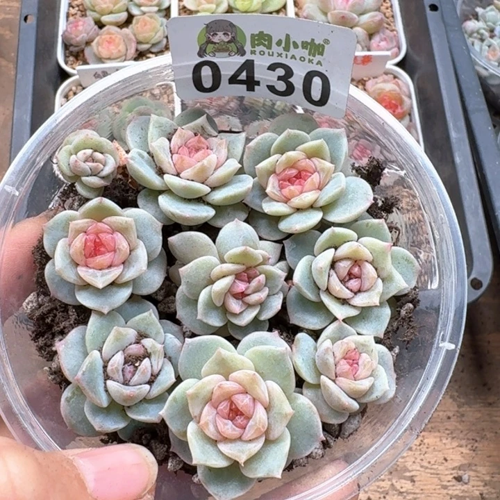 多肉植物多肉植物