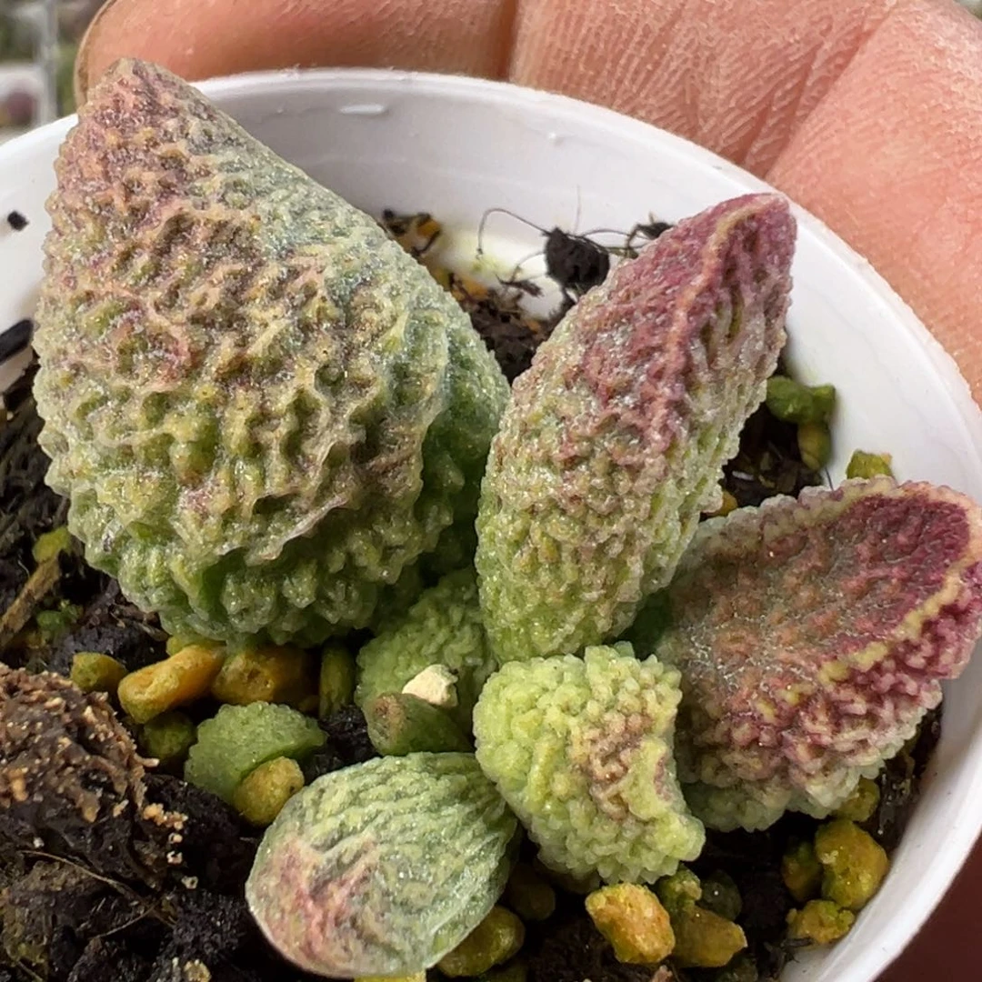 018-177脑纹实生新品多肉植物