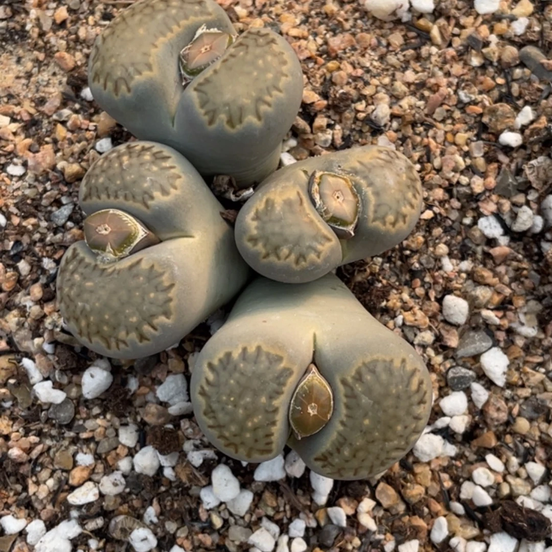 非偏远满20包邮059