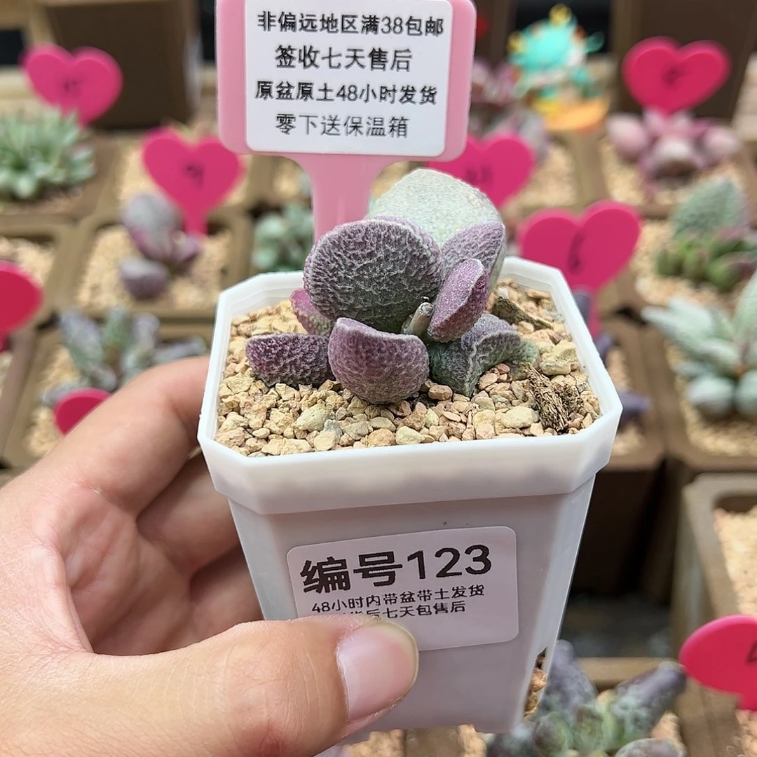 莹****球123哈默猪肝多肉植物