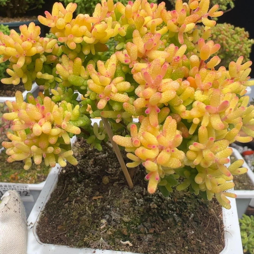 D7222糖球三号锦粉锦