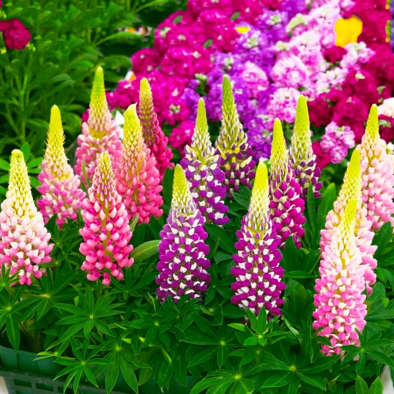 【爆花机器】鲁冰花 花卉易活绿植盆栽花期长阳台庭院多年生好养花