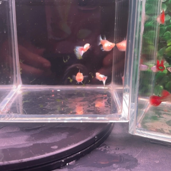 孔雀鱼蓝白球体2对