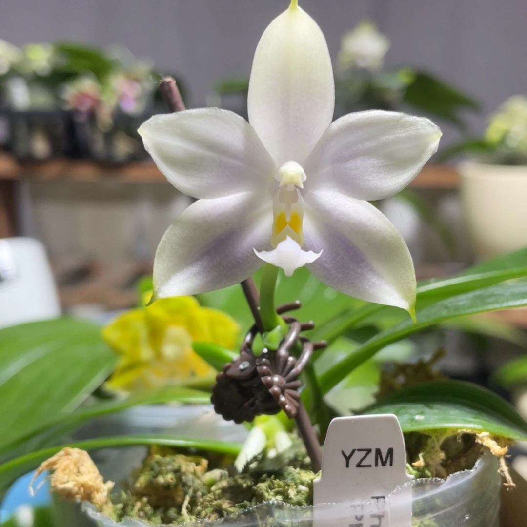 完全开放13叶瑕花期不保