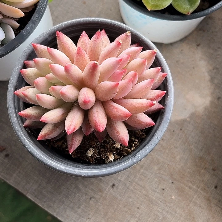 我是第一百个为妖刀应援的阴阳桃花