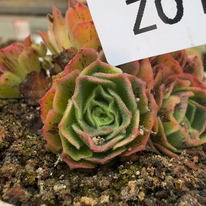 朱杨012潘系白龙一代侧芽。