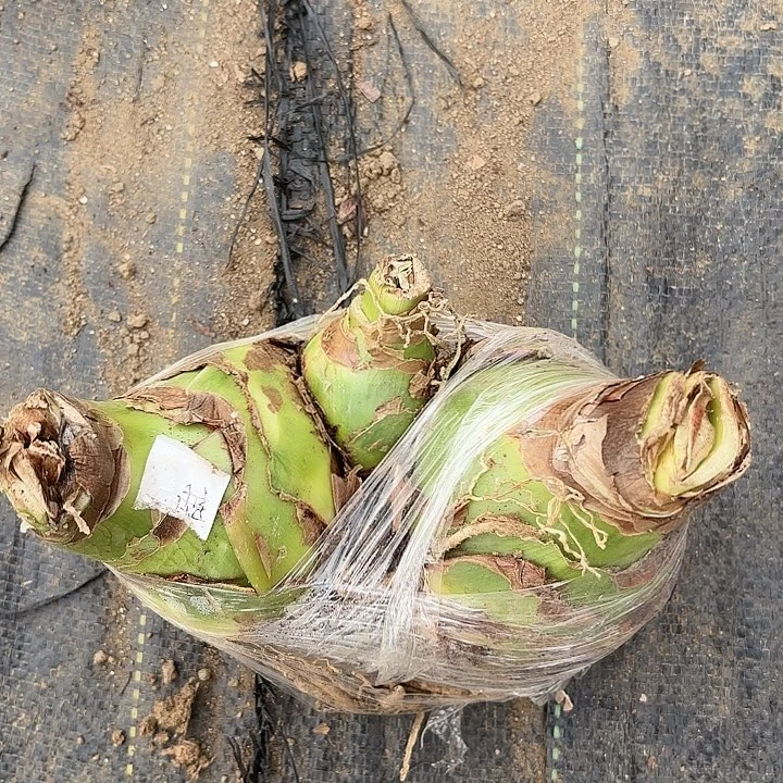 妈****袄甜蜜双胞胎有标包对版